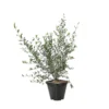 Olivier, Olea Europeae : Pot 4L -Vert Jolie Soldes Boutique 1024362 1717117