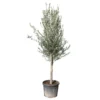 Olivier, Olea Europeae, ' Cipressino ' : Pot 70L -Vert Jolie Soldes Boutique 1060365 2058649