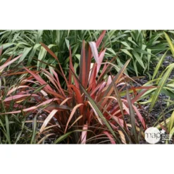 Phormium, Variétés Variables : Pot 4L -Vert Jolie Soldes Boutique 228928 001