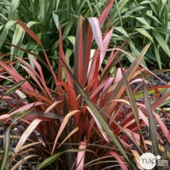 Phormium, Variétés Variables : Pot 4L -Vert Jolie Soldes Boutique 228928 002