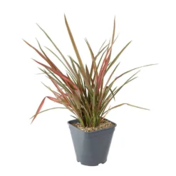 Phormium, Variétés Variables : Pot 4L -Vert Jolie Soldes Boutique 228928 003