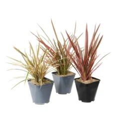 Phormium, Variétés Variables : Pot 4L -Vert Jolie Soldes Boutique 228928 1748536
