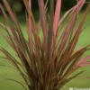 Phormium, Variétés Variables : Pot 4L -Vert Jolie Soldes Boutique 228928 2118546