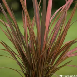 Phormium, Variétés Variables : Pot 4L