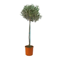 Olivier, Olea Europeae : H100 Cm Tige Pot D20cm -Vert Jolie Soldes Boutique 316246 001
