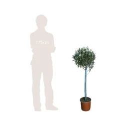 Olivier, Olea Europeae : H100 Cm Tige Pot D20cm -Vert Jolie Soldes Boutique 316246 002