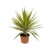 Yucca Jewel : H 80/105 Cm Pot Décoratif 25 Cm 1 Yucca Jewel : H 80/105 Cm Pot Décoratif 25 Cm -Vert Jolie Soldes Boutique 316260 002