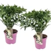 Set De 2 Hortensias Confetti - Pot ⌀19 Cm - H. 20-30cm (hauteur Pot Incluse) -Vert Jolie Soldes Boutique 3c13cbb1f342dd69