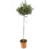 Olivier, Olea Europaea, Sur Tige H120/140cm : Pot D24cm -Vert Jolie Soldes Boutique 471424 001