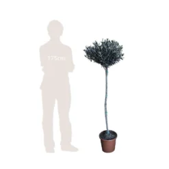 Olivier, Olea Europaea, Sur Tige H120/140cm : Pot D24cm -Vert Jolie Soldes Boutique 471424 002