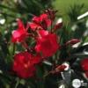 Laurier Rose - Nerium Oleander "Rouge": H70/80cm D25cm: Pot 7 Litres -Vert Jolie Soldes Boutique 488750 002