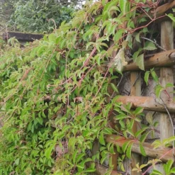 Vigne Vierge Henryana - Parthenocissus Henryana 3l -Vert Jolie Soldes Boutique 4973df6b15814da6