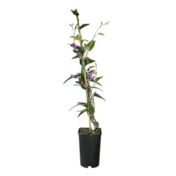 Hardenbergia Violacea - Hardenbergia Violacea 3l -Vert Jolie Soldes Boutique 5403005547ccef70