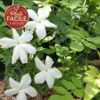 Jasmin De Grasse' - Jasminum Grandiflorum 3l -Vert Jolie Soldes Boutique 5e4a4b480fd11722