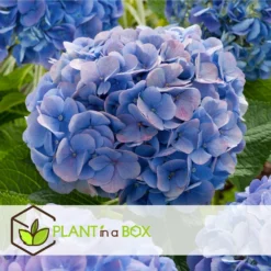 Set De 3 Hortensia Bleu - Pot ⌀9cm - H.25-40cm (hauteur Pot Incluse) -Vert Jolie Soldes Boutique 628bcc610cf8c4.99397614