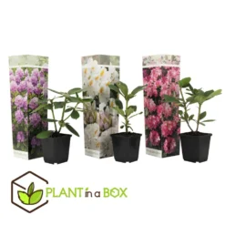 Assorti De 3 Rhododendron - Pot ⌀9cm - H.25-40cm (hauteur Pot Incluse) -Vert Jolie Soldes Boutique 628bcc6204c582.26831672