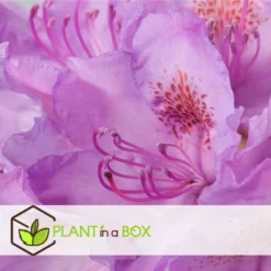 Assorti De 3 Rhododendron - Pot ⌀9cm - H.25-40cm (hauteur Pot Incluse) -Vert Jolie Soldes Boutique 628bcc62089c45.24594978