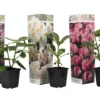 Assorti De 3 Rhododendron - Pot ⌀9cm - H.25-40cm (hauteur Pot Incluse) -Vert Jolie Soldes Boutique 628bcc620f9a99.02415280