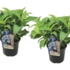 Set De 2 Hortensias Summerglow - Pot ⌀19cm - H.25-40cm (hauteur Pot Incluse) -Vert Jolie Soldes Boutique 628bcc64cf70c7.15979495