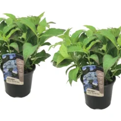 Set De 2 Hortensias Summerglow - Pot ⌀19cm - H.25-40cm (hauteur Pot Incluse)