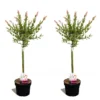 Set De 2 Salix Flamingo - Pot ⌀17cm - H.60-80cm (hauteur Pot Incluse) -Vert Jolie Soldes Boutique 628bcd26901da6.07656728