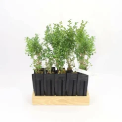 10 Buis Commun (buxus Sempervirens) - Haie De Buis Commun - 10 Jeunes Plants : Taille 10cm -Vert Jolie Soldes Boutique 63bca70f6481e0.85631913