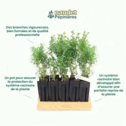 10 Buis Commun (buxus Sempervirens) - Haie De Buis Commun - 10 Jeunes Plants : Taille 10cm -Vert Jolie Soldes Boutique 63bca70f685e23.10789299