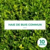 10 Buis Commun (buxus Sempervirens) - Haie De Buis Commun - 10 Jeunes Plants : Taille 10cm -Vert Jolie Soldes Boutique 63bca70f6bd805.86374276