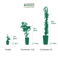 Clématite 'madame Lecoultre' (clematis 'mme Lecoultre) - Conteneur 1,5l -Vert Jolie Soldes Boutique 63cf85db6b63a0.65365010