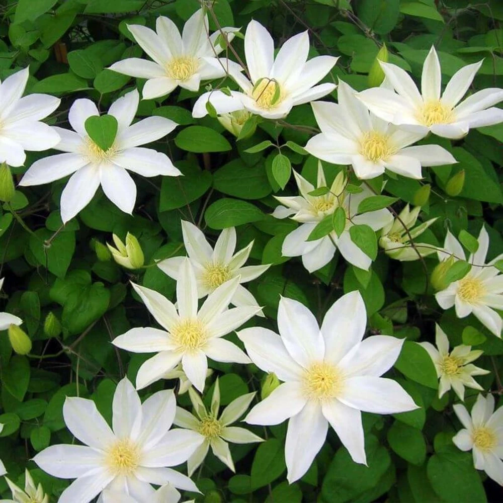 Clématite 'wada's Primrose' - Conteneur 3l