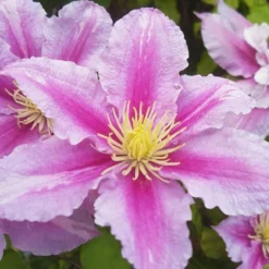 Clématite 'carnaby' - Conteneur 3l