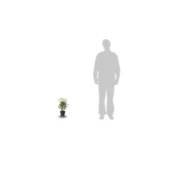 Azalée Japonaise Japonica Johanna/pot De 3l - 20/40 Cm 5 Azalée Japonaise Japonica Johanna/pot De 3l - 20/40 Cm -Vert Jolie Soldes Boutique 63ed2bd13b1c11.44794078