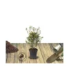 Azalée Japonaise Japonica Johanna/pot De 3l - 20/40 Cm -Vert Jolie Soldes Boutique 63ed2bd1433416.49100071