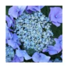 Hortensia Macrophylla Blaumeise/pot De 3l - 20/40 Cm -Vert Jolie Soldes Boutique 63ed2cc7bc2449.68128649