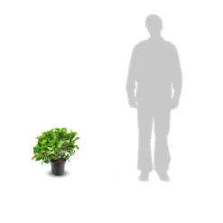 Hortensia Macrophylla Bleu/pot De 4l - 40/60 Cm 5 Hortensia Macrophylla Bleu/pot De 4l - 40/60 Cm -Vert Jolie Soldes Boutique 63ed2cd1dd6846.70038541