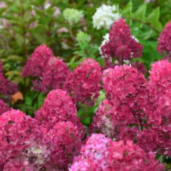 Hortensia Paniculata Framboisine ® 'rensam'/pot De 4l - 40/60 Cm -Vert Jolie Soldes Boutique 63ed2ce2aa6a03.90611395