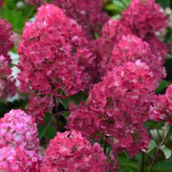 Hortensia Paniculata Framboisine ® 'rensam'/pot De 4l - 40/60 Cm -Vert Jolie Soldes Boutique 63ed2ce2ae0f06.15514889