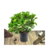 Hortensia Macrophylla Rose/pot De 4l - 40/60 Cm -Vert Jolie Soldes Boutique 63ed2d489dfd09.67478901
