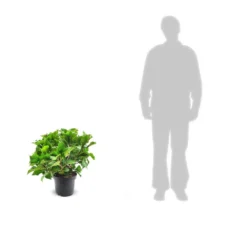 Hortensia Macrophylla Tricolor/pot De 7,5l - 40/60 Cm -Vert Jolie Soldes Boutique 63ed2d4d97ec44.68719904