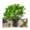 Hortensia Macrophylla Tricolor/pot De 7,5l - 40/60 Cm -Vert Jolie Soldes Boutique 63ed2d4d9cf688.41178667