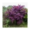 Érable Palmé Palmatum Bloodgood/pot De 4l - 60/120 Cm -Vert Jolie Soldes Boutique 63ed2de2362ca6.63464856