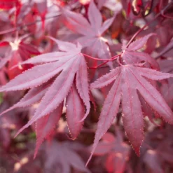 Érable Palmé Palmatum Bloodgood/pot De 4l - 60/120 Cm -Vert Jolie Soldes Boutique 63ed2de24e2d04.79049825