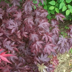 Érable Palmé Palmatum Bloodgood/pot De 4l - 60/120 Cm -Vert Jolie Soldes Boutique 63ed2de25e1110.83003604