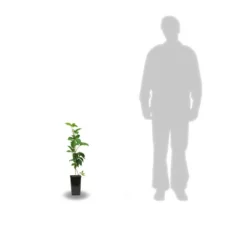 Vigne Vierge Quinquefolia Murorum/pot De 1,5l - Tuteur Bambou 30/60 Cm -Vert Jolie Soldes Boutique 63ed44fee66b07.66423796