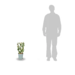 Jasmin étoilé Asiaticum Pink Showers®/pot Déco De 4,6l - Echelle 60 Cm -Vert Jolie Soldes Boutique 63ed450fc66427.08737740