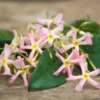 Jasmin étoilé Asiaticum Pink Showers®/pot Déco De 4,6l - Echelle 60 Cm -Vert Jolie Soldes Boutique 63ed450fc97ce8.55324397