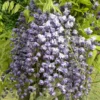 Glycine Du Japon Floribunda Violacea Plena/pot De 3l - 60/120 Cm -Vert Jolie Soldes Boutique 63ed46536eba93.00505295