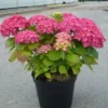 Hortensia Macrophylla Rosita/pot De 7,5l - 40/60 Cm -Vert Jolie Soldes Boutique 63ed48d23298a8.09569218