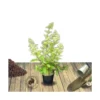 Hortensia Paniculata Limelight/pot De 7,5l - 60/80 Cm -Vert Jolie Soldes Boutique 63ed48fb1ab255.43023341