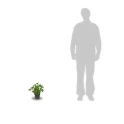 Hortensia Macrophylla Leuchtfeuer/pot De 3l - 20/40 Cm -Vert Jolie Soldes Boutique 63ed4918a19602.32274856